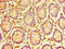 ERGIC And Golgi 3 antibody, CSB-PA896688LA01HU, Cusabio, Immunohistochemistry frozen image 