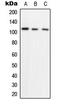 HIF1-alpha antibody, LS-C354017, Lifespan Biosciences, Western Blot image 