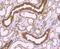 Peroxiredoxin 1 antibody, NBP2-67042, Novus Biologicals, Immunohistochemistry paraffin image 