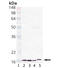 Peptidylprolyl Isomerase A antibody, LS-C343823, Lifespan Biosciences, Western Blot image 