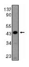 Lymphoid Enhancer Binding Factor 1 antibody, orb108696, Biorbyt, Western Blot image 