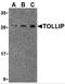 Toll Interacting Protein antibody, 3743, ProSci, Western Blot image 