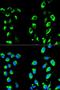 NFKB Inhibitor Alpha antibody, LS-C331335, Lifespan Biosciences, Immunofluorescence image 
