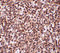 Three Prime Repair Exonuclease 1 antibody, 4969, ProSci Inc, Immunohistochemistry frozen image 