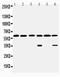 Monoamine Oxidase B antibody, PA1649, Boster Biological Technology, Western Blot image 