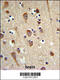 LUC7 Like 2, Pre-MRNA Splicing Factor antibody, 63-998, ProSci, Immunohistochemistry paraffin image 