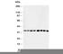 Aminoacyl TRNA Synthetase Complex Interacting Multifunctional Protein 2 antibody, R30553, NSJ Bioreagents, Western Blot image 