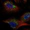 Transmembrane Protein 141 antibody, NBP2-55632, Novus Biologicals, Immunofluorescence image 