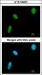 DExD-Box Helicase 39A antibody, GTX106001, GeneTex, Immunocytochemistry image 