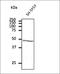 Ataxin 3 antibody, orb379725, Biorbyt, Western Blot image 