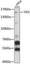 Tight Junction Protein 3 antibody, 14-786, ProSci, Western Blot image 