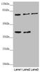 GAS2-like protein 1 antibody, LS-C675794, Lifespan Biosciences, Western Blot image 