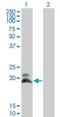 Heart- and neural crest derivatives-expressed protein 2 antibody, H00009464-M01, Novus Biologicals, Western Blot image 