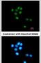 Tubby-related protein 3 antibody, PA5-28171, Invitrogen Antibodies, Immunofluorescence image 