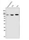 Melanoma Cell Adhesion Molecule antibody, M01683-4, Boster Biological Technology, Western Blot image 