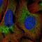 COPB antibody, HPA058180, Atlas Antibodies, Immunofluorescence image 