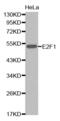 E2F-1 antibody, abx000534, Abbexa, Western Blot image 