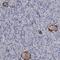 Kelch Domain Containing 3 antibody, NBP1-85198, Novus Biologicals, Immunohistochemistry frozen image 