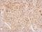 Cytokine Induced Apoptosis Inhibitor 1 antibody, LS-C186341, Lifespan Biosciences, Immunohistochemistry paraffin image 