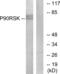 Ribosomal Protein S6 Kinase A1 antibody, abx012784, Abbexa, Western Blot image 