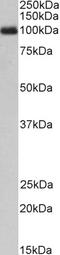 G Protein Subunit Alpha 12 antibody, 43-697, ProSci, Enzyme Linked Immunosorbent Assay image 