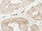 GST3 antibody, GTX100299, GeneTex, Immunohistochemistry paraffin image 