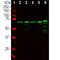 Nfl antibody, NBP1-05219, Novus Biologicals, Western Blot image 