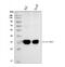 Major Histocompatibility Complex, Class II, DR Alpha antibody, M01195-3, Boster Biological Technology, Western Blot image 