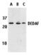 RING1 and YY1-binding protein antibody, 2227, QED Bioscience, Western Blot image 