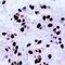 Centromere Protein F antibody, GTX77645, GeneTex, Immunohistochemistry frozen image 