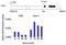 Mitogen-Activated Protein Kinase 8 antibody, PA5-17889, Invitrogen Antibodies, Chromatin Immunoprecipitation image 