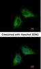 Presenilin 1 antibody, NBP1-33611, Novus Biologicals, Immunofluorescence image 