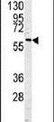 Caspase 10 antibody, PA5-11406, Invitrogen Antibodies, Western Blot image 