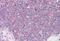 DEAD-Box Helicase 3 X-Linked antibody, MBS242132, MyBioSource, Immunohistochemistry frozen image 