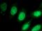 High Mobility Group 20A antibody, 12085-2-AP, Proteintech Group, Immunofluorescence image 