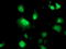 Thymidylate kinase antibody, TA503496, Origene, Immunofluorescence image 