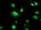 Deoxythymidylate Kinase antibody, TA503496, Origene, Immunofluorescence image 