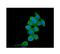 T-Complex 1 antibody, M02389, Boster Biological Technology, Immunofluorescence image 