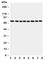 Cytochrome P450 Oxidoreductase antibody, R31055, NSJ Bioreagents, Western Blot image 