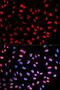 Extra Spindle Pole Bodies Like 1, Separase antibody, PA5-40189, Invitrogen Antibodies, Immunofluorescence image 