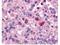 mArt antibody, NBP1-77975, Novus Biologicals, Immunohistochemistry frozen image 