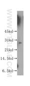 APAF1 Interacting Protein antibody, 12089-2-AP, Proteintech Group, Western Blot image 