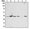Activating Transcription Factor 1 antibody, orb213588, Biorbyt, Western Blot image 