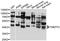 Transmembrane Protein With EGF Like And Two Follistatin Like Domains 2 antibody, abx126711, Abbexa, Western Blot image 