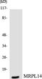 Mitochondrial Ribosomal Protein L14 antibody, LS-C292186, Lifespan Biosciences, Western Blot image 