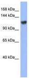 Zinc Finger Protein 423 antibody, TA343766, Origene, Western Blot image 