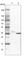 Serum/Glucocorticoid Regulated Kinase 2 antibody, HPA011387, Atlas Antibodies, Western Blot image 