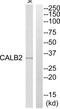 Calbindin 2 antibody, abx014294, Abbexa, Western Blot image 