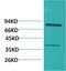 Phosphoinositide-3-Kinase Regulatory Subunit 1 antibody, STJ97426, St John