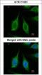 Pyrophosphatase (Inorganic) 1 antibody, GTX111031, GeneTex, Immunocytochemistry image 